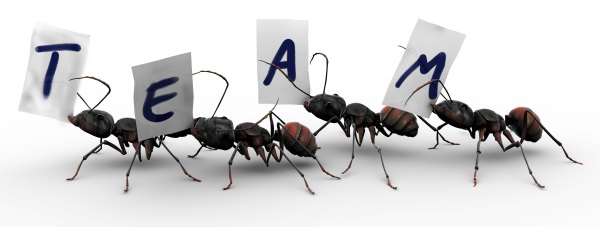 One ant may be carrying more than the other, but he still needs his friends to complete the job.